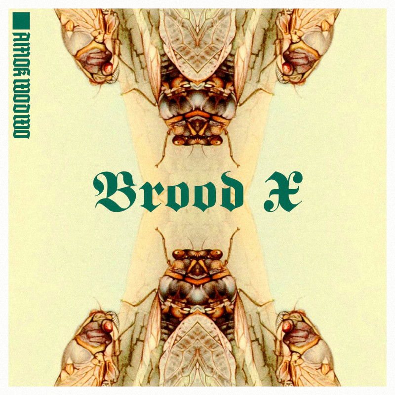 Images/amok wodwo brood x cover 2021